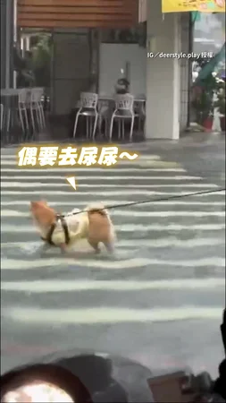 #柴犬 沒在理颱風！馬路淹水也要 #小跳步 去尿尿 #凱米颱風