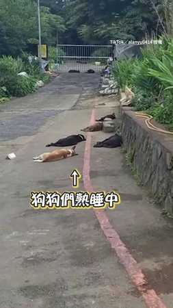 【全部起床重睡】男熱情打招呼...狗狗們驚醒爆氣狂叫！