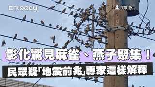 彰化驚見麻雀、燕子聚集！民眾疑「地震前兆」　專家這樣解釋