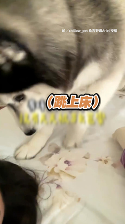 【哈士奇一早就吵媽媽起床】媽要親親才願意幫開門XD