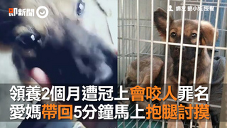 領養2個月遭冠上會咬人罪名　愛媽帶回5分鐘馬上抱腿討摸