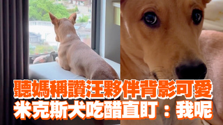 聽媽稱讚汪夥伴背影可愛　米克斯犬吃醋直盯：我呢