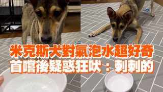 米克斯犬對氣泡水超好奇　首嚐後疑惑狂吠：刺刺的