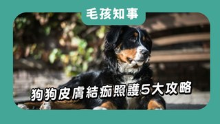 愛寶寵新知-狗狗身上一粒一粒結痂? 5大攻略告訴你怎麼做