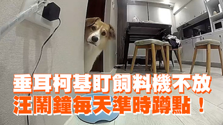 垂耳柯基盯飼料機不放　汪鬧鐘每天準時蹲點！