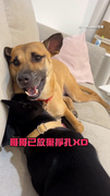 【好Q的嘴邊肉】黑狗把哥哥當麻糬在咬！被哥哥溫柔警告