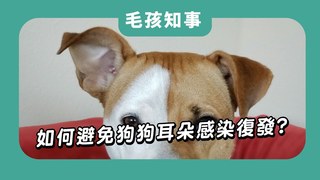 愛寶寵新知-如何避免狗狗耳朵感染復發?