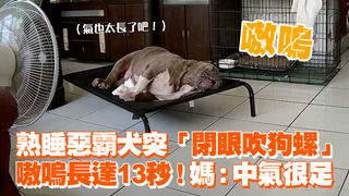 熟睡惡霸犬突「閉眼吹狗螺」　嗷嗚長達13秒！媽：中氣很足