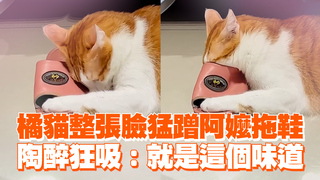 橘貓整張臉猛蹭阿嬤拖鞋　陶醉狂吸：就是這個味道