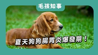 愛寶寵新知-狗狗腸胃炎爆發期！3招避免腹瀉嘔吐