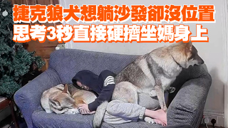 捷克狼犬想躺沙發卻沒位置　思考3秒直接硬擠坐媽身上