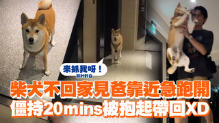 柴犬不回家見爸靠近急跑開　僵持20mins被抱起帶回XD