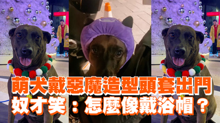 萌犬戴惡魔造型頭套出門 奴才笑：怎麼像戴浴帽？