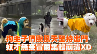 狗主子們颱風天堅持出門　奴才無奈冒雨集體崩潰XD