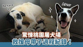 浪浪別哭-驚悚桃園屠犬場！救援狗媽媽與8隻小奶犬！｜頻道會員一起救援計畫