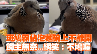 斑鳩霸佔泡麵碗上不離開　飼主無奈...網笑：不鳩喔