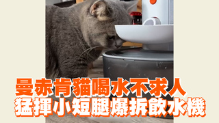 曼赤肯貓喝水不求人　猛揮小短腿爆拆飲水機