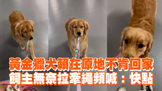 黃金獵犬賴在原地不肯回家 飼主無奈拉牽繩頻喊：快點