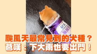 颱風天最常見到的犬種？　爸嘆：下大雨也要出門！