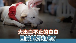 浪浪別哭-大出血不止的白白目前狀況如何？｜等一個家