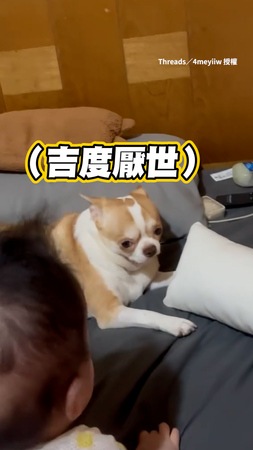【吉度厭世】吉娃娃見寶寶狂靠近找撒嬌一臉超抗拒