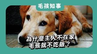 愛寶寵新知-為什麼主人不在家，毛孩就不吃飯？