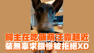 飼主在吃飯萌汪靠超近　裝無辜求餵慘被拒絕XD