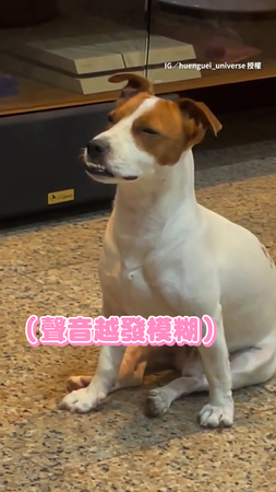 【愛睏又委屈QQ】被爸爸罵卻快睡著的傑克羅素XD