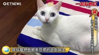 20170714一起窺網紅-喵界知名網美豆漿的遊戲喵生