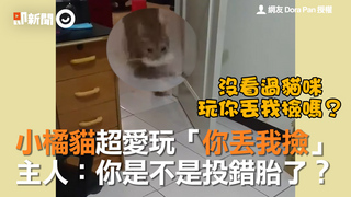小橘貓超愛玩「你丟我撿」　主人：你是不是投錯胎了？