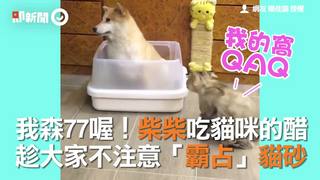 我森77喔！柴柴吃貓咪的醋　趁大家不注意「霸占」貓砂