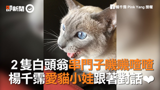 2隻白頭翁串門子嘰嘰喳喳　楊千霈愛貓小娃跟著對話