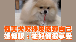 博美犬咬橡皮筋彈自己　媽傻眼：牠好像很享受