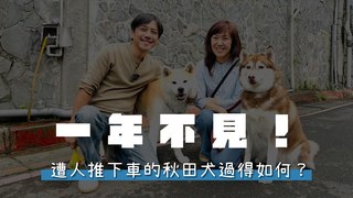 浪浪別哭-一年不見！遭人推下車的秋田犬過得如何？