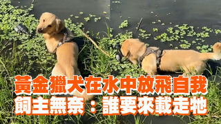 黃金獵犬在水中放飛自我　飼主無奈：誰要來載走牠