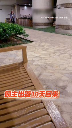 【狗狗挑戰】分開10天主人裝路人等邊牧 牠散步路過差點認不出XD
