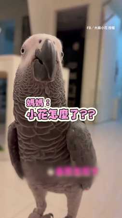 媽媽找鸚鵡聊天 竟被回嗆「白X」