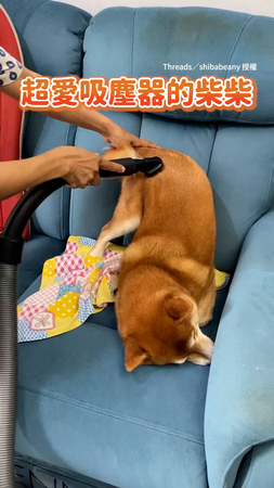 【超愛吸塵器的柴柴】翹屁股瞇眼享受吸毛服務