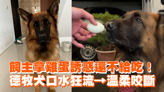 飼主拿雞蛋誘惑還不給吃！　德牧犬口水狂流→溫柔開吃