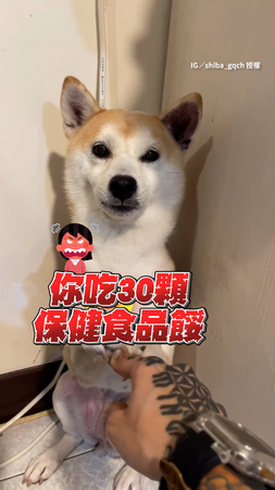 吃光30顆保健食品被主人罵　柴柴搭手撒嬌求消氣