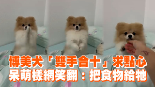 博美犬「雙手合十」求點心　呆萌樣網笑翻：把食物給牠