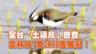 全台「土逗鳥」普查　雲林佔1萬3829隻居冠！