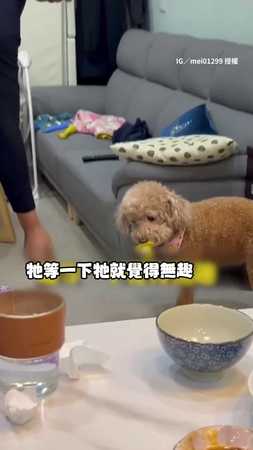 【奶奶94任性】9歲貴賓搶2月大外甥奶嘴 零食誘惑也不放！