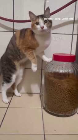 橘貓單手輕鬆開飼料蓋　奴才傻眼：平時沒少偷開啊...