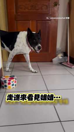 汪早上進房看到姐姐...3度嚇到彈跳逃跑！她看傻：有鬼484？