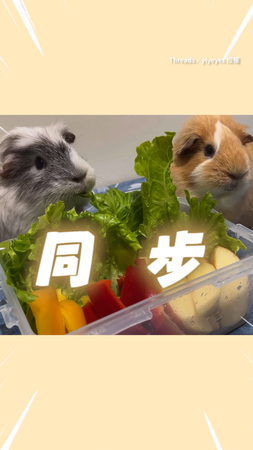 【4什麼聲音？】天竺鼠吃飯到一半突然被異響嚇到　定格模樣超萌