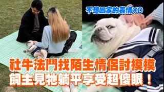 社牛法鬥找陌生情侶討摸摸　飼主見牠躺平享受超傻眼！