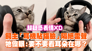 飼主「耳機貼貓臉」隔絕雷聲　牠傻眼：要不要看耳朵在哪？