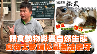 餵食動物影響自然生態　食物太軟讓松鼠無法磨牙