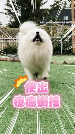 誰受得了20公斤薩摩耶的「療癒飛撲」♥